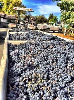 Bins Full of Grapes at Harvest