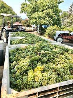 Sauvignon Blanc Coming In